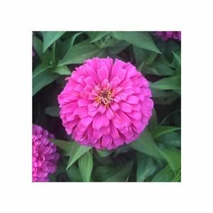 Meet your Posher, Karina